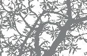 Wisdom Tree Wood Veneers From Mikasa Decowood Veneers 